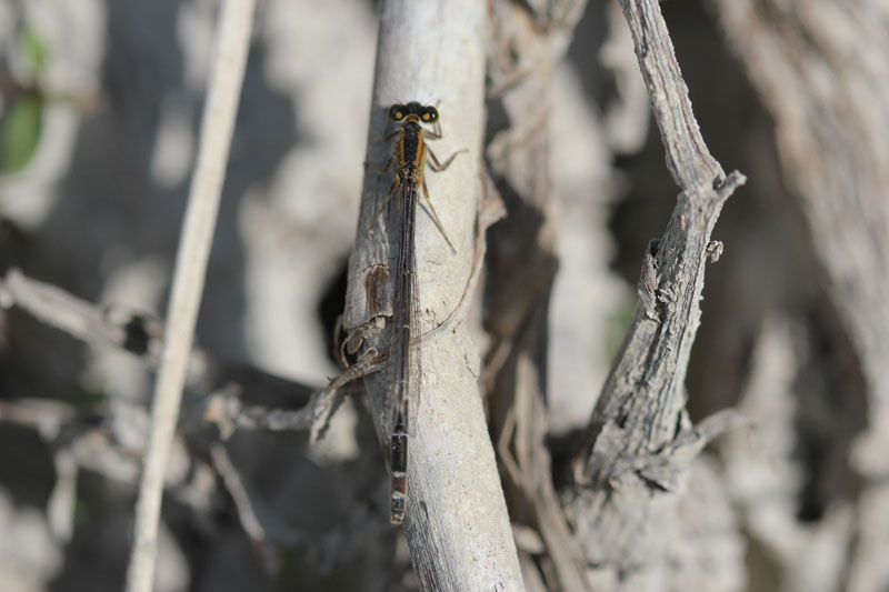 Coenagrion puella? No. Femmina di Ischnura elegans