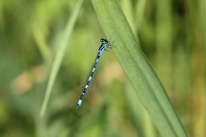 Coenagrion mercuriale?