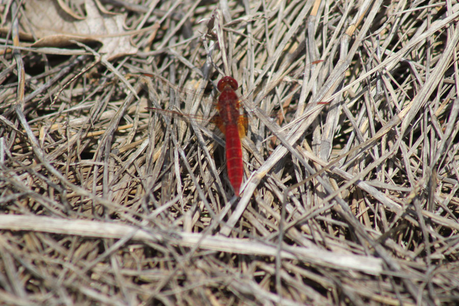 Crocothemis erythraea?