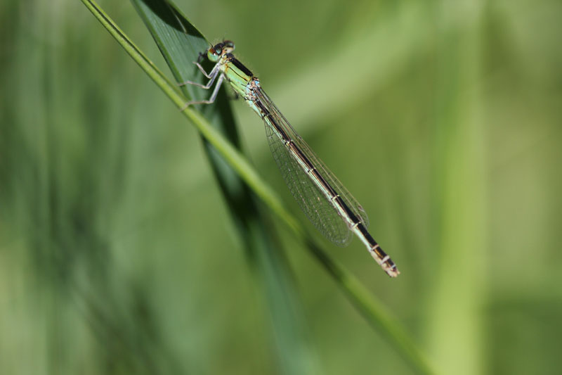 tutte elegans? no, anche pumilio