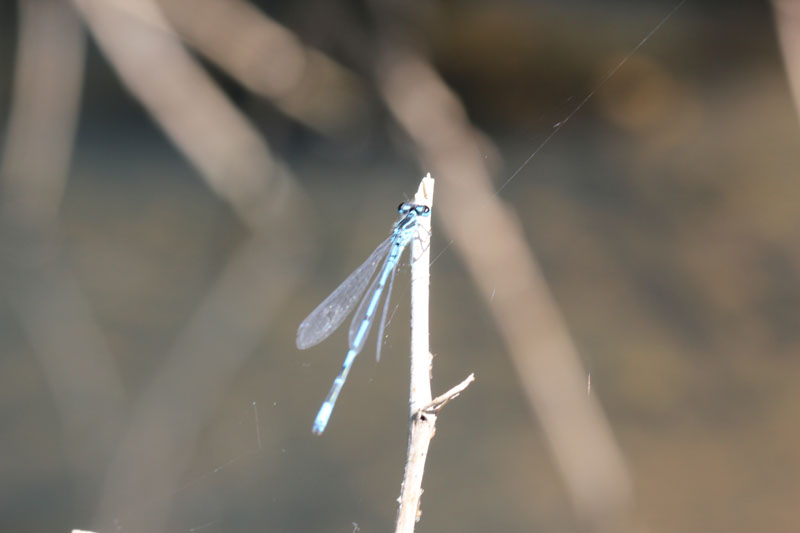 Coenagrion puella,    maschio