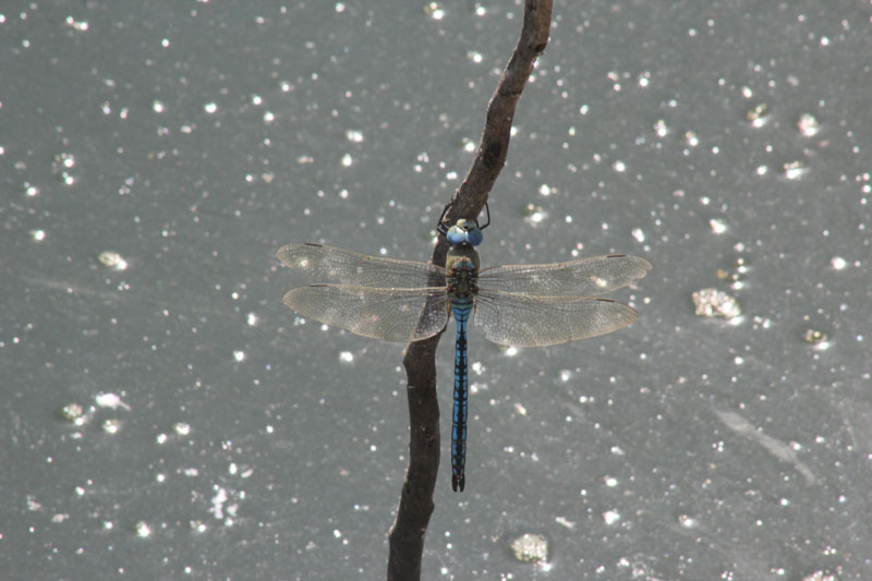 Aeshna affinis? la prima, Anax imperator l''altra