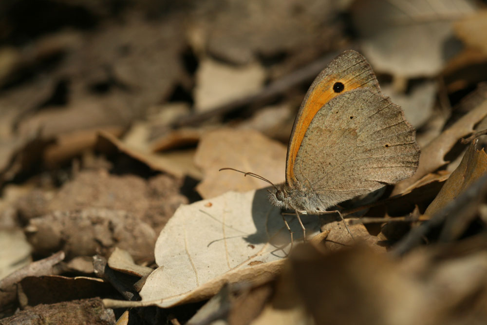 Hyponephele lupina? No, Maniola jurtina