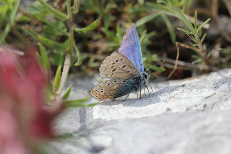 Polyommatus icarus?