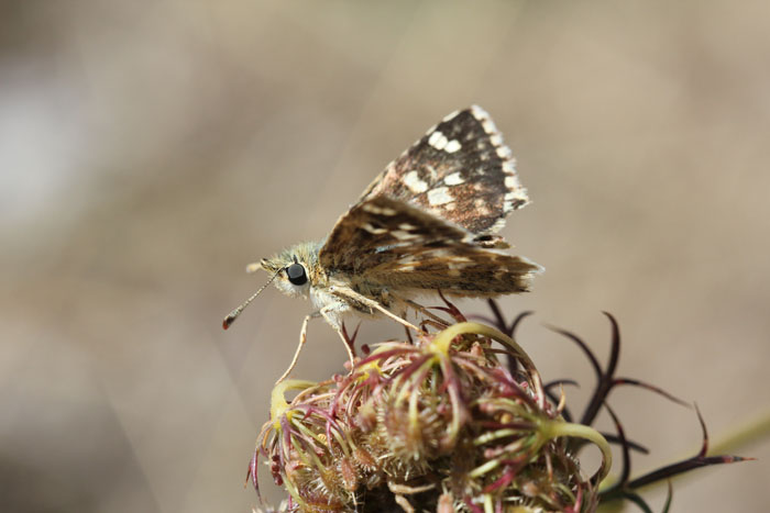 Chi?2 - Muschampia proto, Hesperiidae