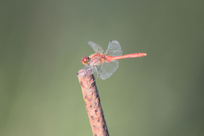 Sympetrum sanguineum? No, Sympetrum meridionale