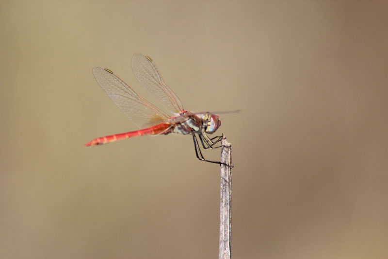 Sympetrum fonscolombii (m. e f.)  e Sympetrum sp.