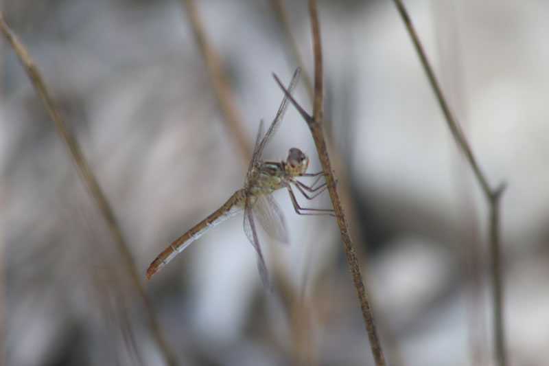 Sympetrum meridionale