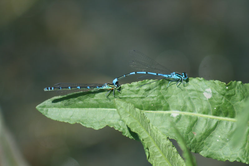 coenagrion puella