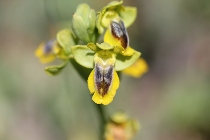 Ophrys lutea s.l.