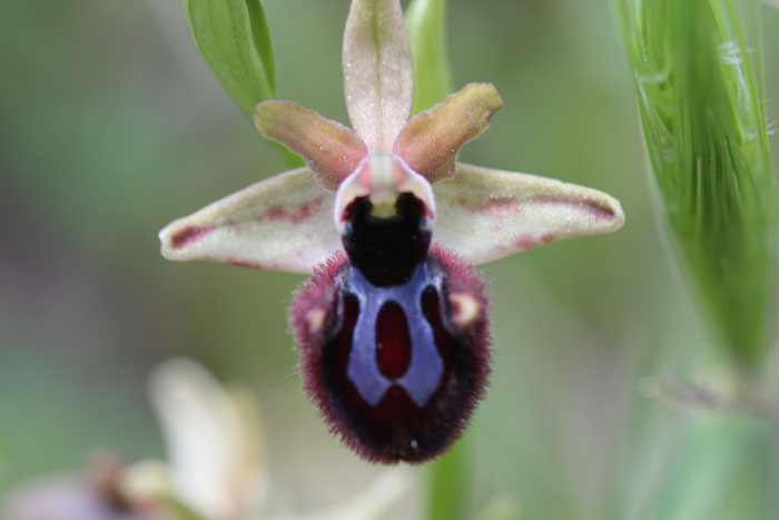 Ophrys incubacea