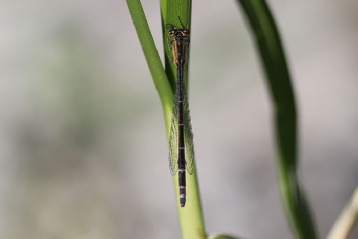 Coenagrion puella? No. Femmina di Ischnura elegans