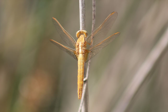 Sympetrum fonscolombii? No. Crocothemis erythraea femmina