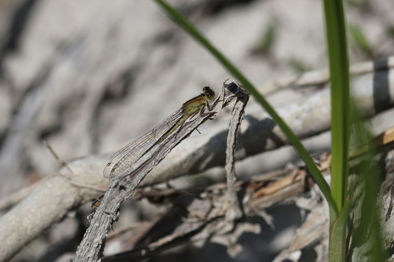 Coenagrion puella? No. Femmina di Ischnura elegans