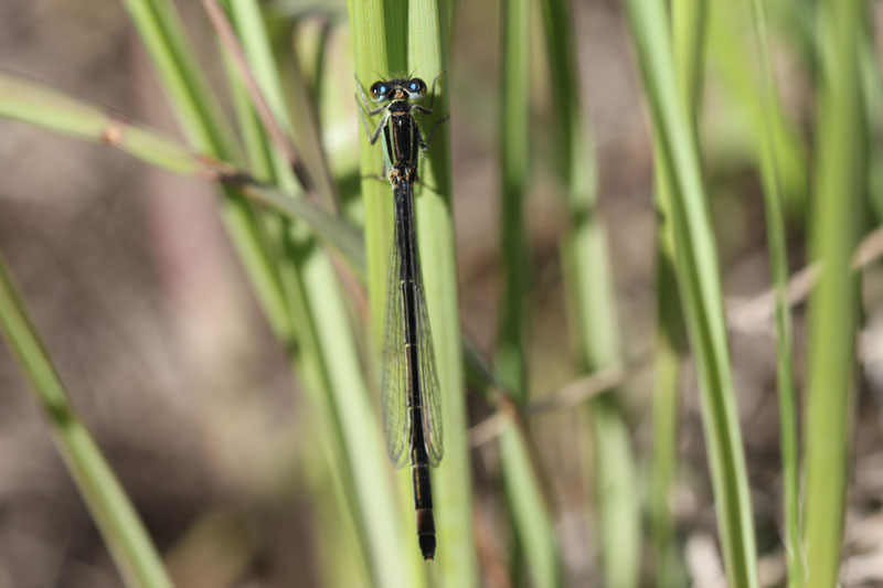 tutte elegans? no, anche pumilio