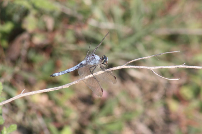 Orthetrum brunneum, maschio