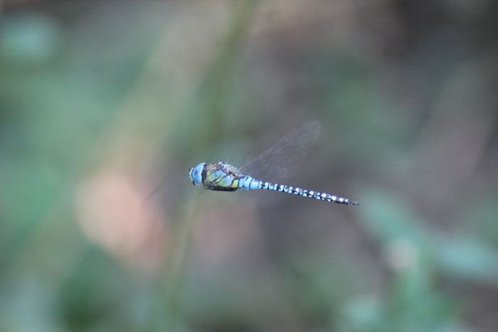 Aeshna affinis? la prima, Anax imperator l''altra