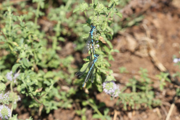 Coenagrion cfr. caerulescens