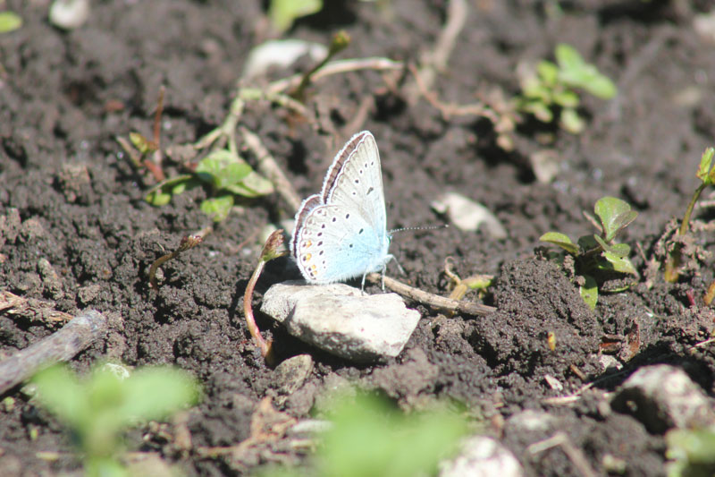 Lycaena? No, Polyommatus (Polyommatus) amandus