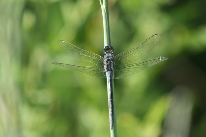 Orthetrum trinacria?