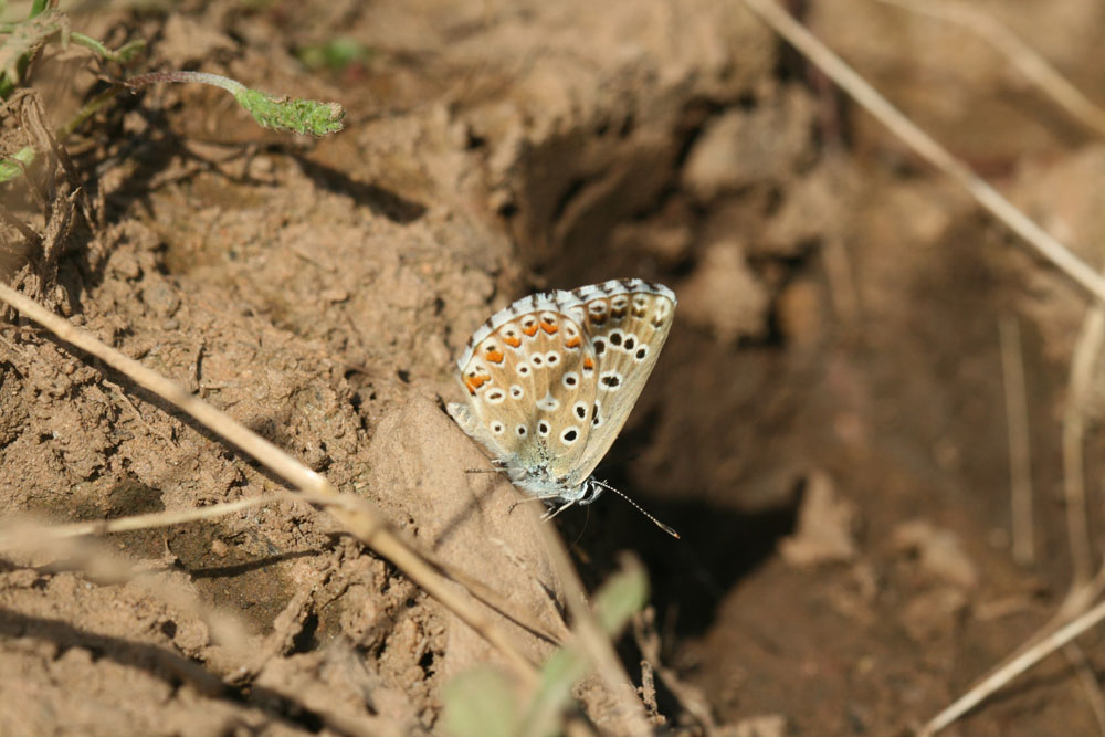 Da identificare - Polyommatus (Lysandra) bellargus