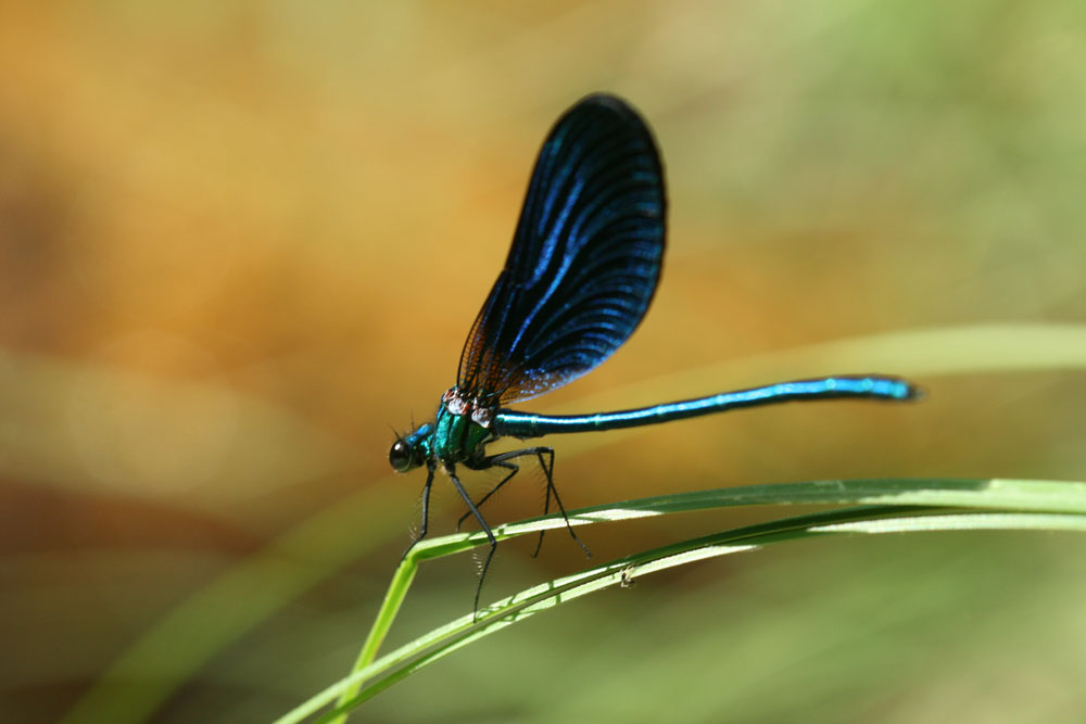 Calopteryx?  S, Calopteryx virgo