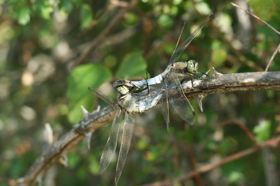 tandem Orthetrum cancellatum