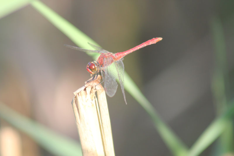 Sympetrum sanguineum? No, Sympetrum meridionale