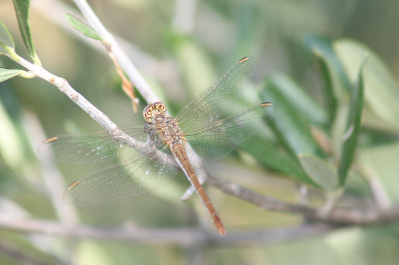 Sympetrum fonscolombii (m. e f.)  e Sympetrum sp.