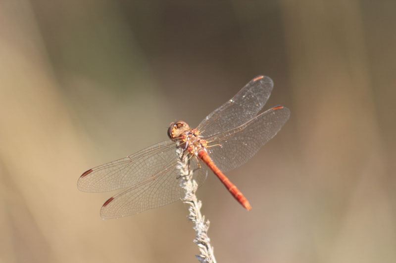 Sympetrum meridionale