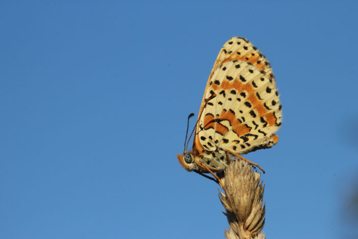 Melitaea didyma? S