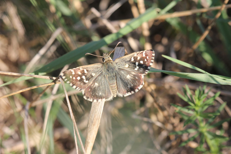 Esperide da determinare - Pyrgus malvoides