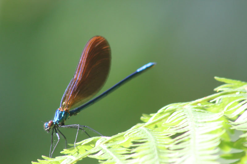 Calopteryx virgo meridionalis