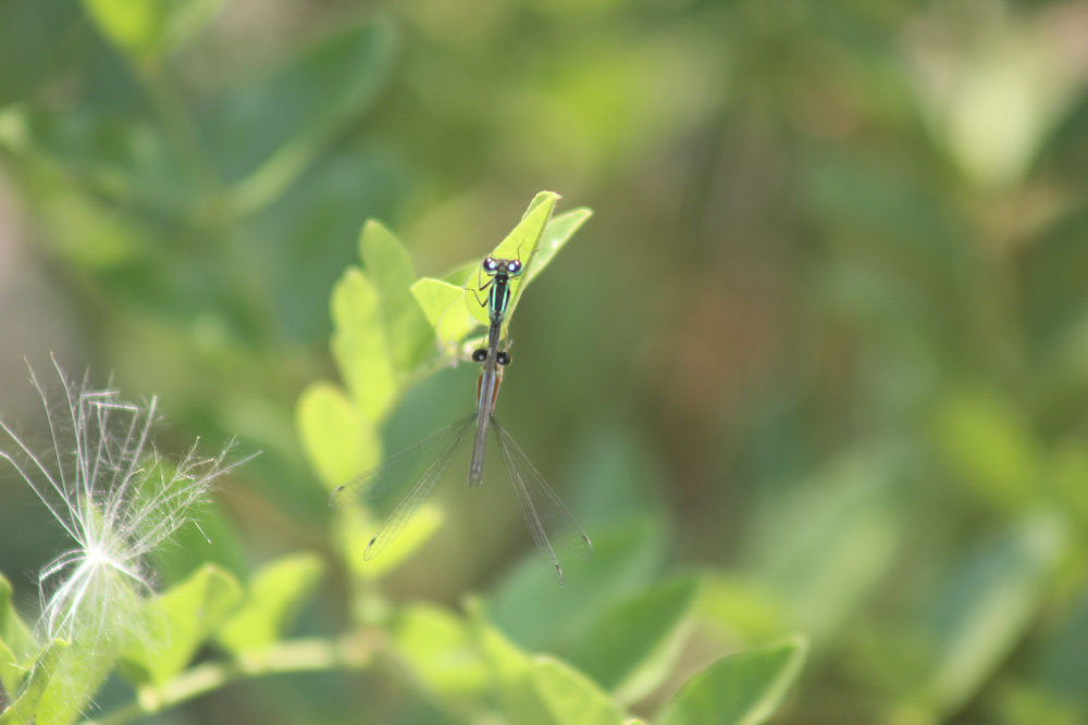 Iscnura elegans?