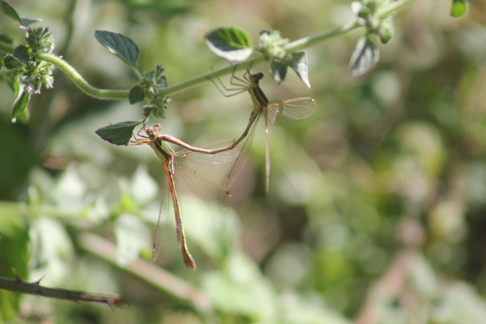 Tandem Lestes barbatus