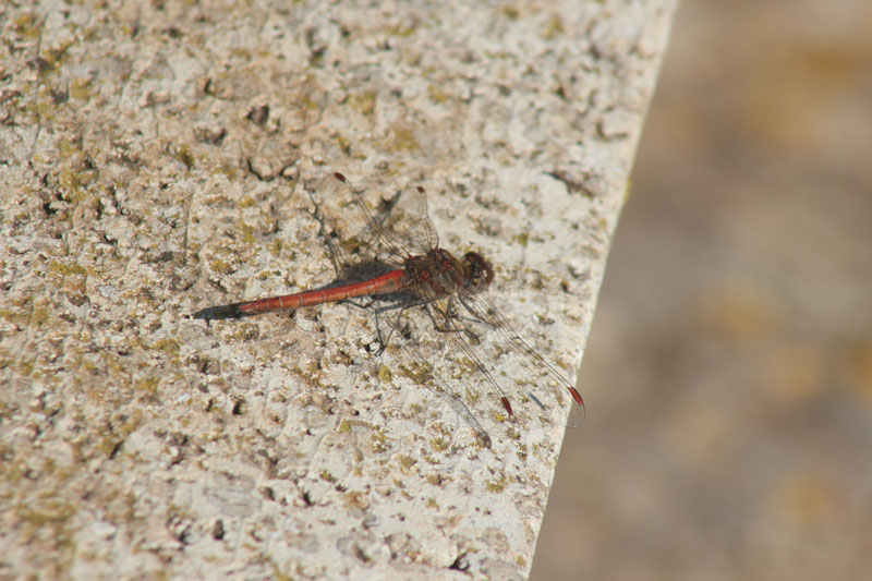 Sympetrum striolatum, maschio?