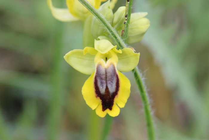 Ophrys lutea s.l.