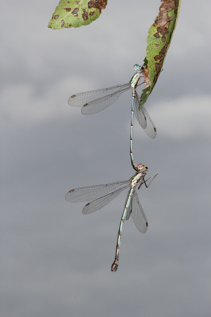 Chalcolestes viridis? S