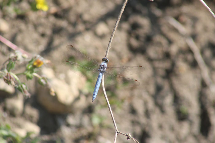 Orthetrum brunneum, maschio