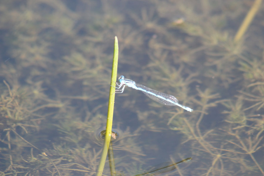 Coenagrion?  No, Erythromma lindenii , maschio