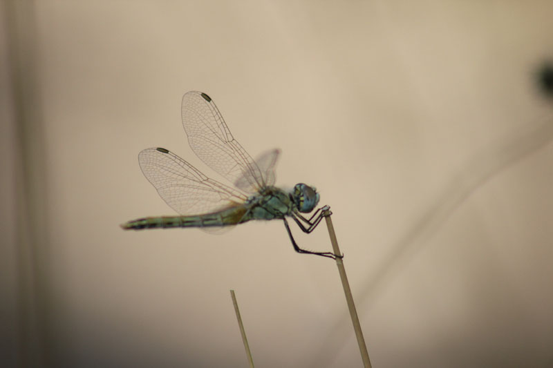 Sympetrum fonscolombii (m. e f.)  e Sympetrum sp.