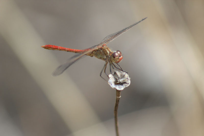 Sympetrum meridionale