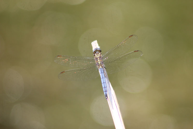 Orthetrum coerulescens?