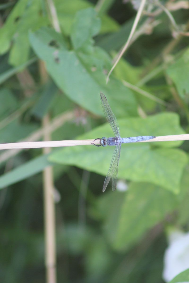 Orthetrum coerulescens?