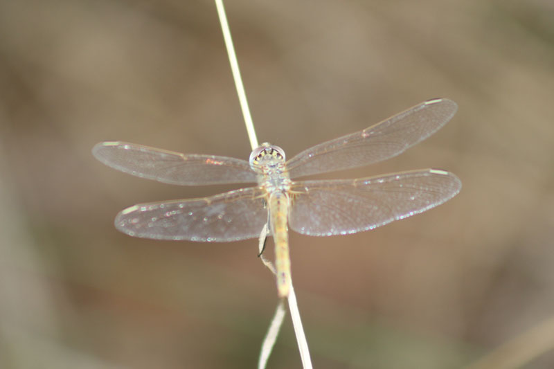 Sympetrum fonscolombii (m. e f.)  e Sympetrum sp.