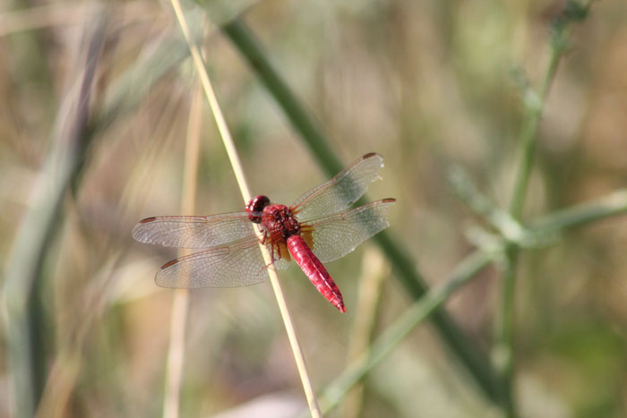 Crocothemis erythraea, maschio