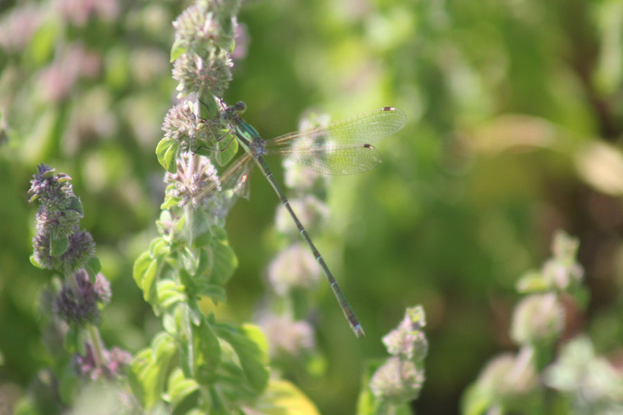 Lest. barbatus?  Quasi: Lestes barbarus (Lestidae), maschio