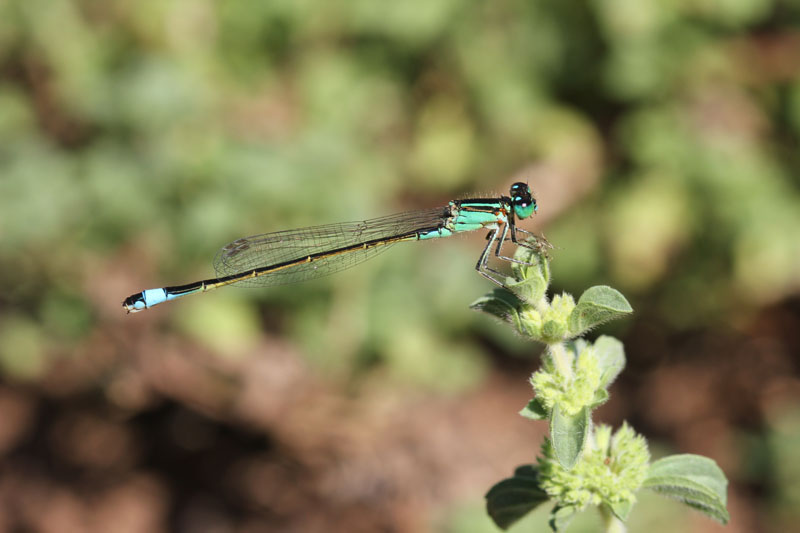 Sempre Iscnura elegans?