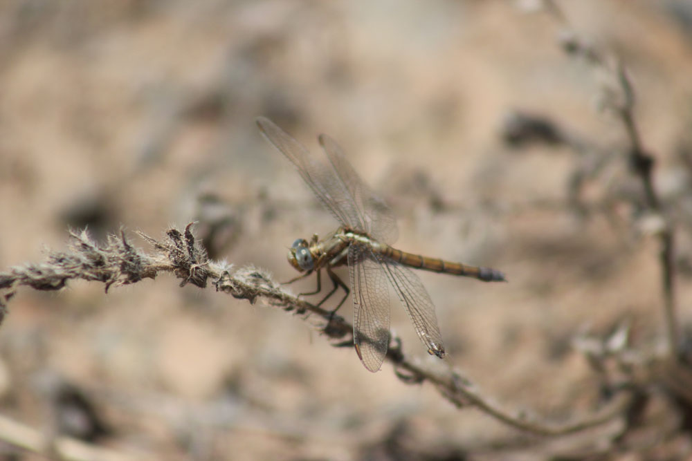 Orthetrum chrysostigma,  femmina