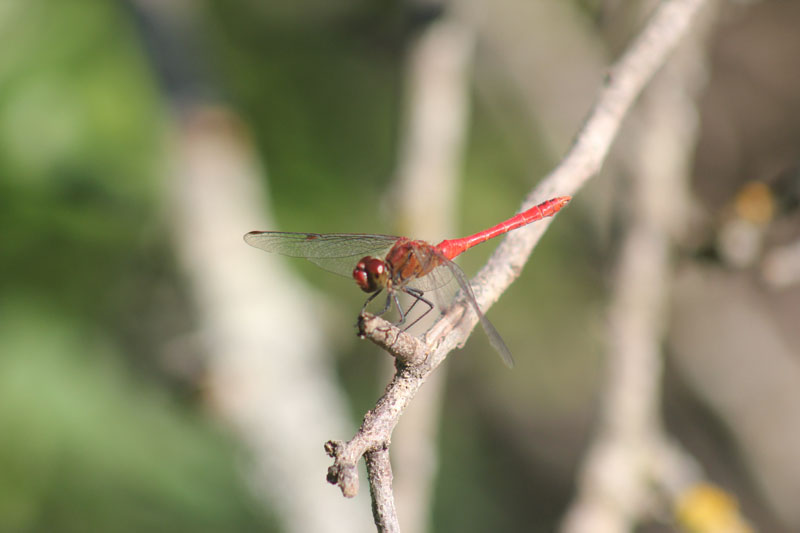 Sympetrum sanguineum?  S, maschio